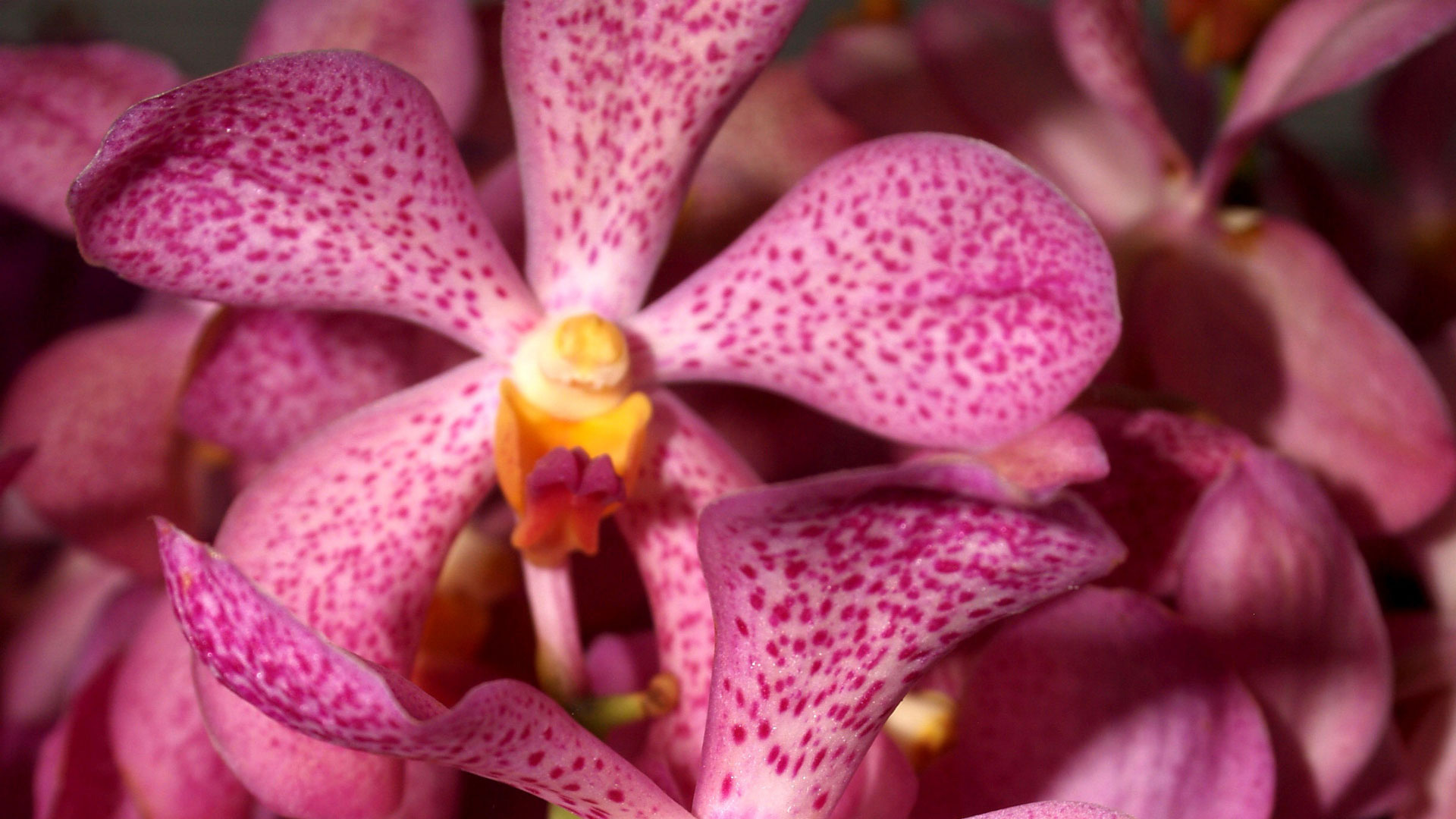 fond superieur orchidée