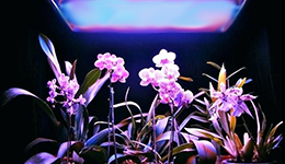 led horticole plante orchidée