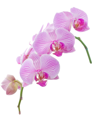 orchidée