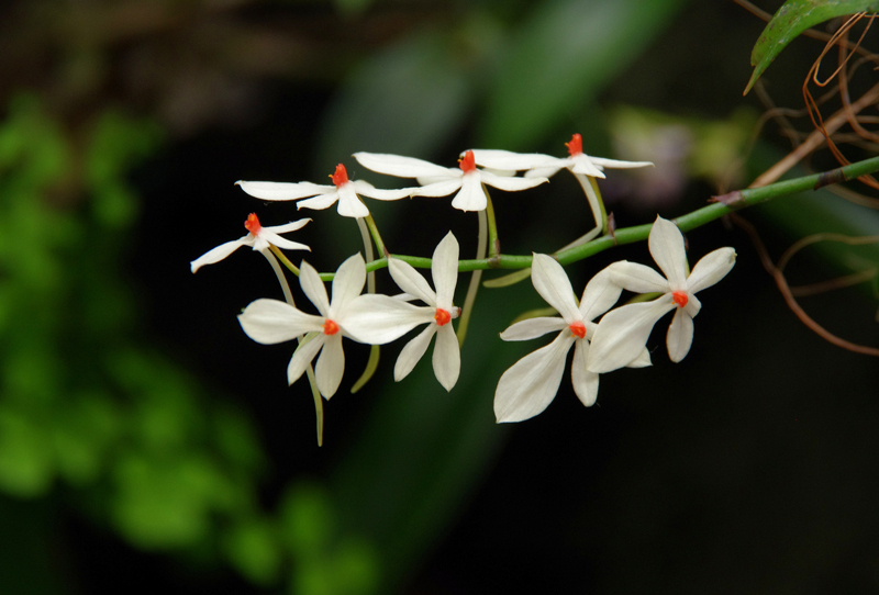 Orchidée Aerangis