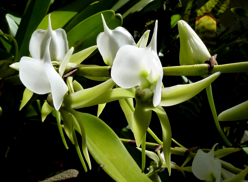 Orchidée Angraecum