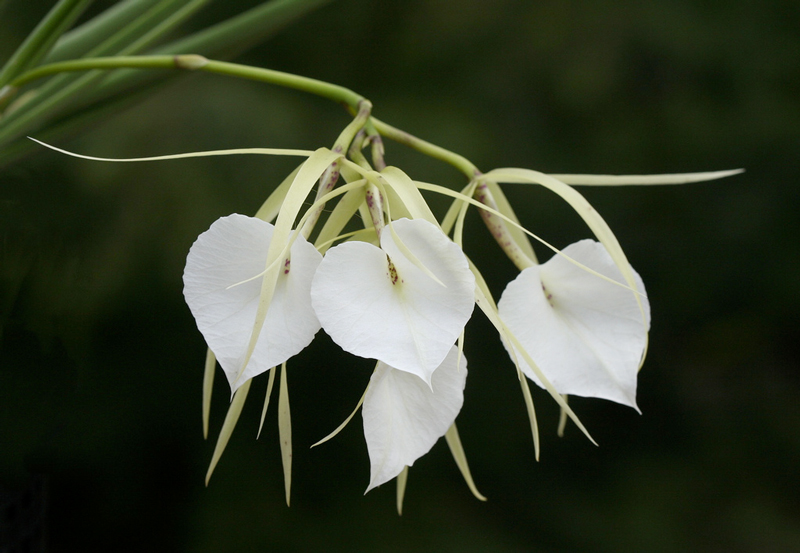 Orchidée Brassavola