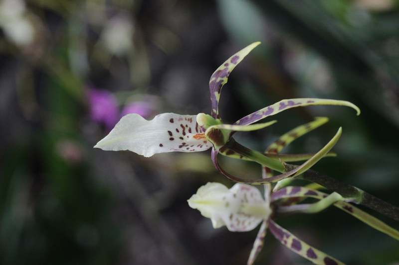 Orchidée Brassia