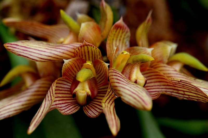 Orchidée Bulbophyllum