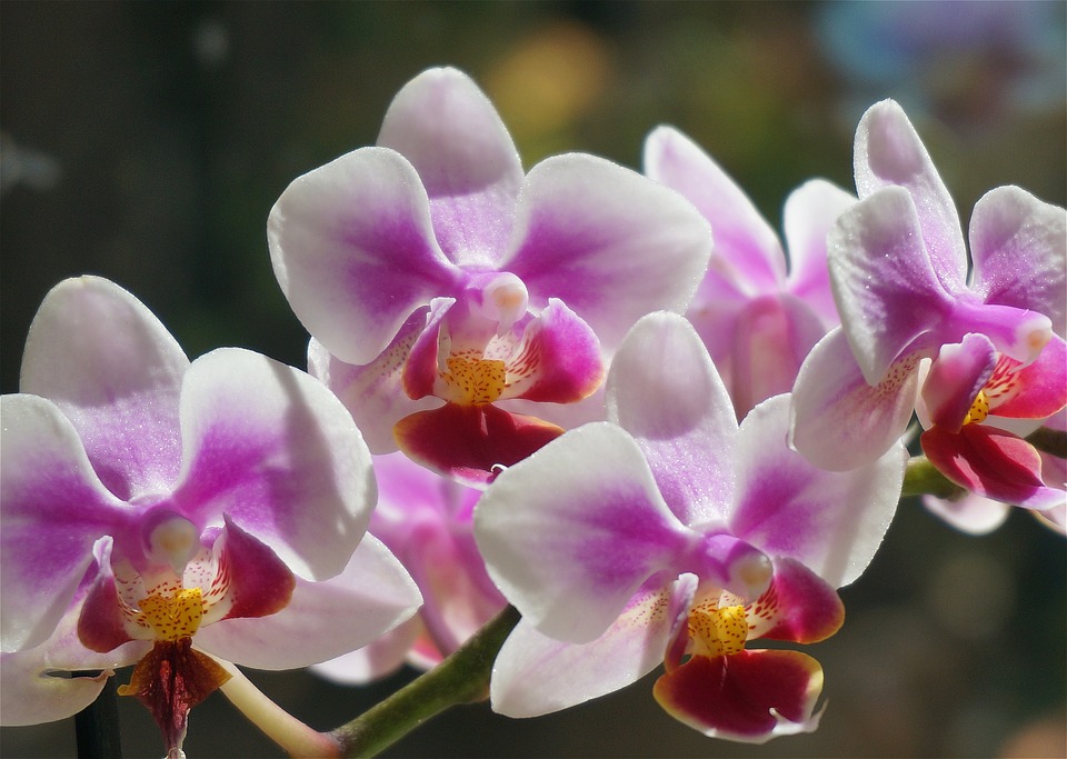 Orchidée Phalaenopsis