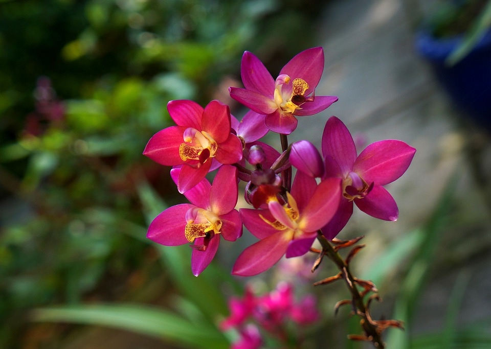 Aération des orchidées