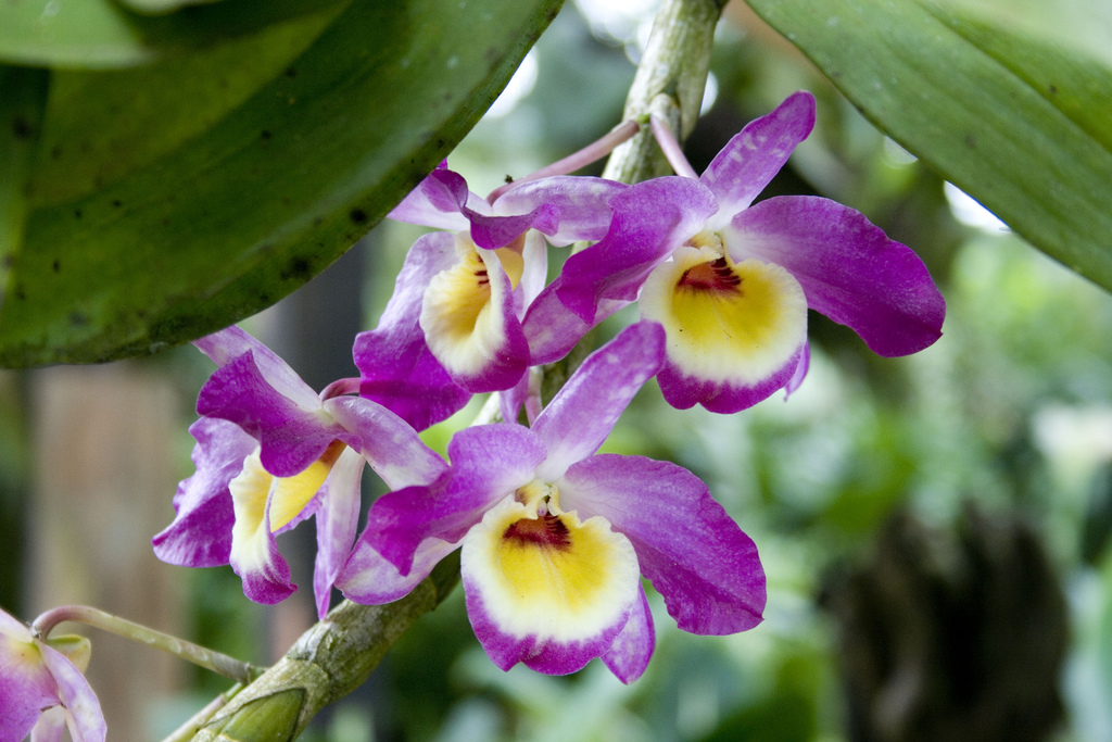 Orchidée Dendrobium