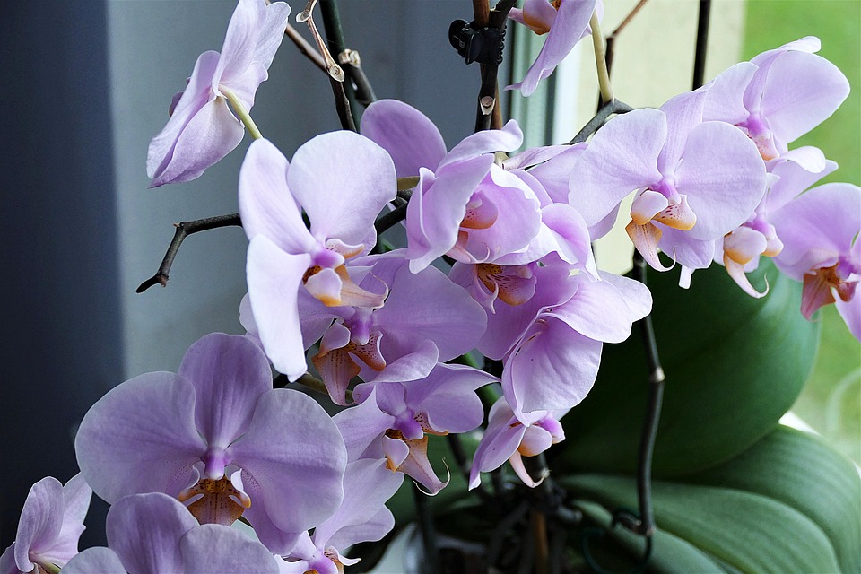 Engrais pour orchidée