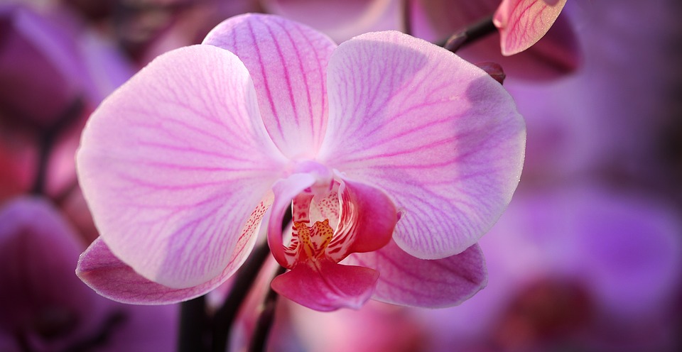 La culture des Orchidées en appartement