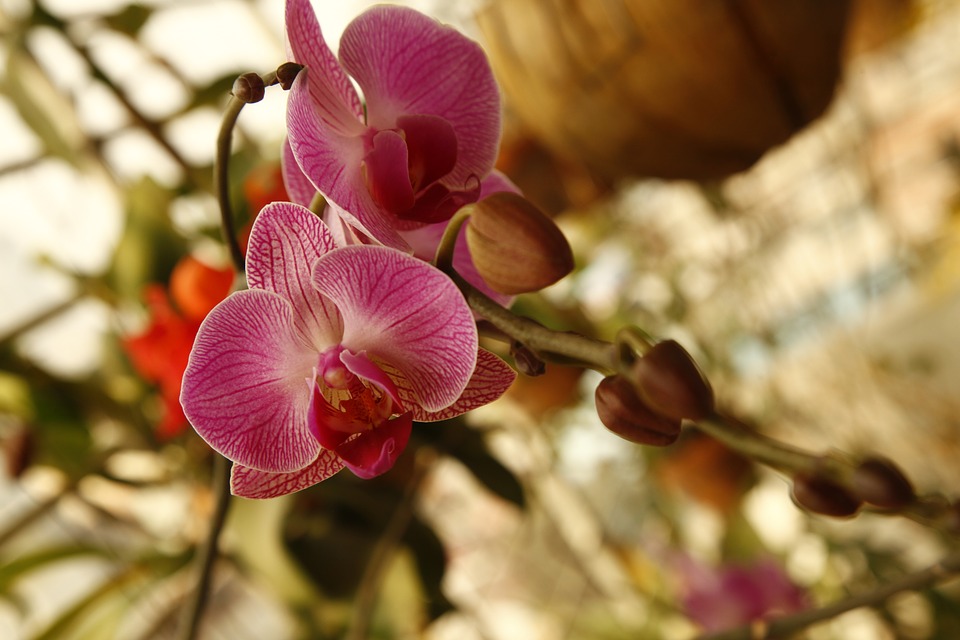 Rempotage d’une orchidée