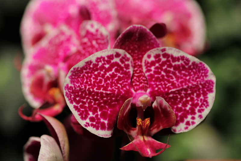 Substrat pour orchidée