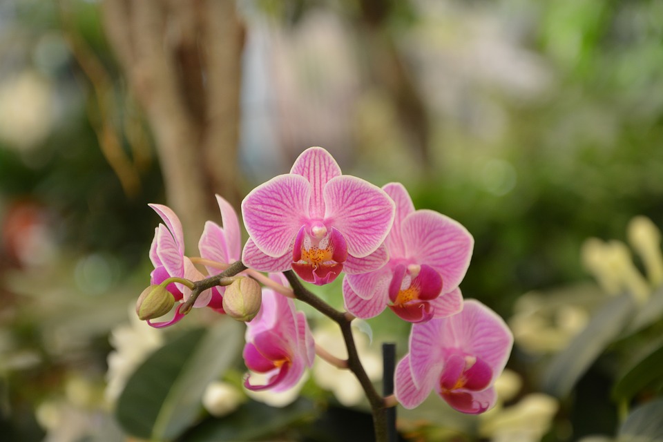Températures pour orchidée