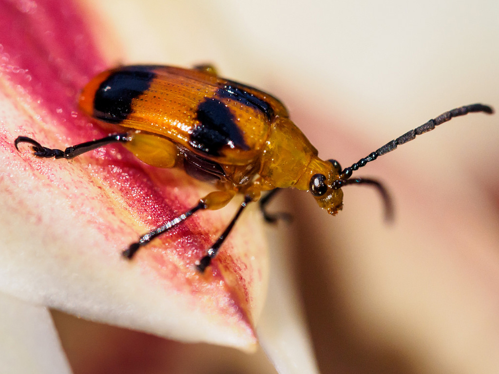 Maladie d’orchidée et soins