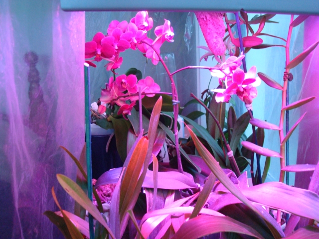 Soin d'une orchidée avec des LED horticole - Entretien Orchidée