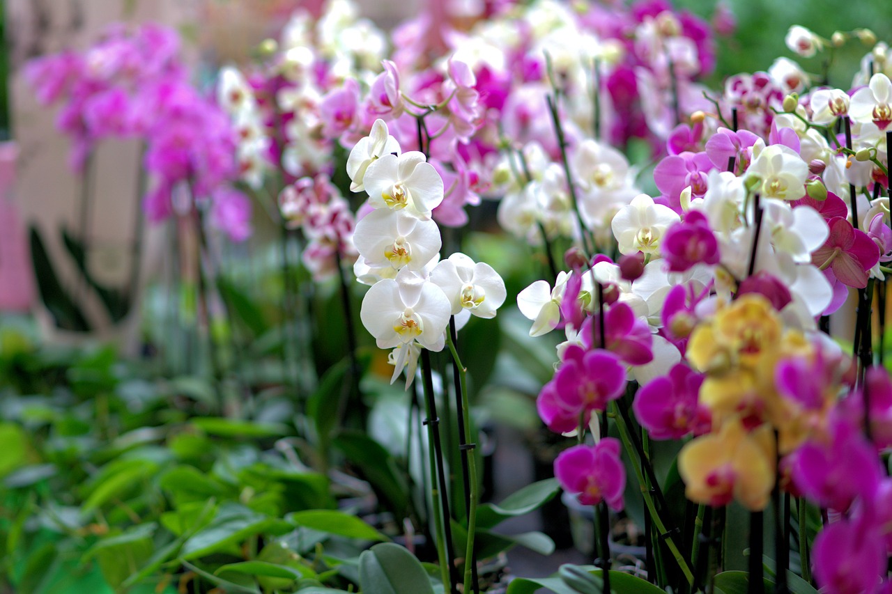 Choix orchidée : toutes les clés pour choisir une orchidée