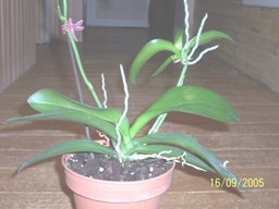 Dans quoi faire pousser mon orchidée ?