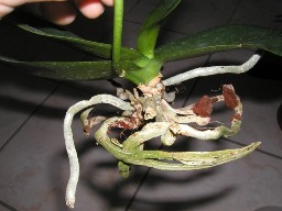 Pourquoi les racines de mon orchidée pourrissent ?