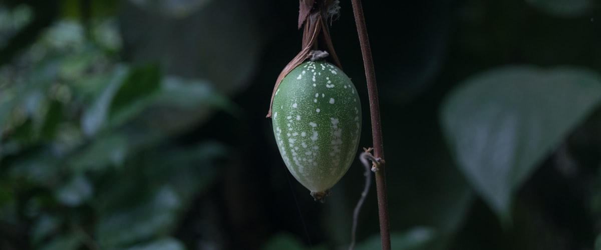 Orchidées tropicales d'Amérique du Sud