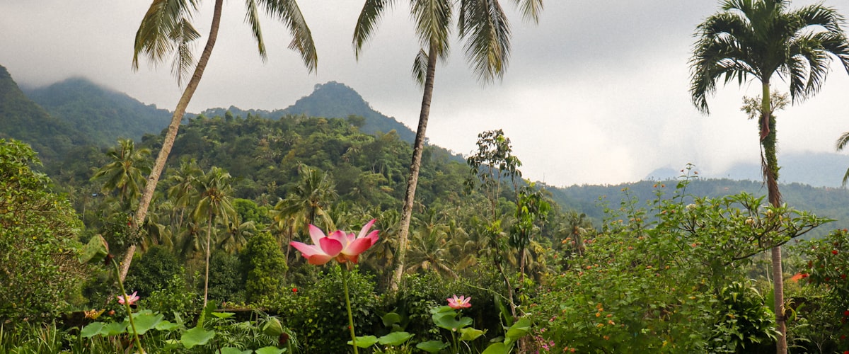 Orchidées dans la forêt tropicale d'Asie du Sud-Est