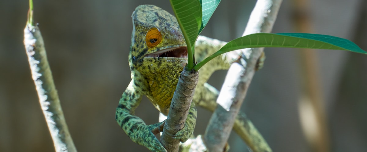 Forêt tropicale de Madagascar
